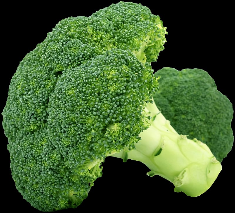 Plant-Based Cuisine
